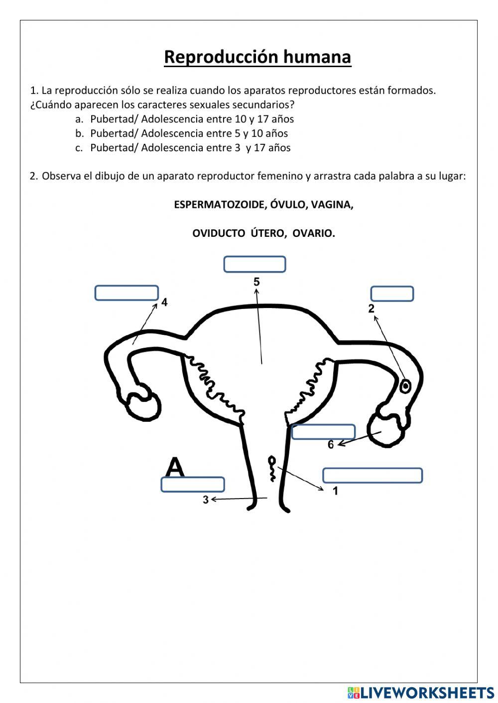 Reproducción  humana 1