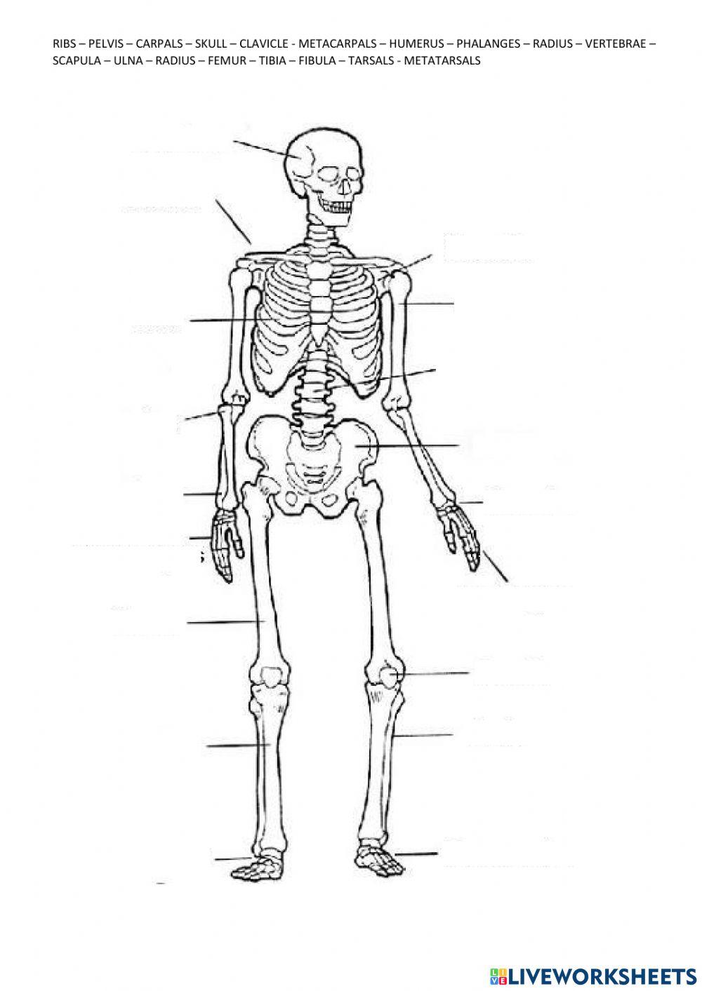 Skeletal system - Bones