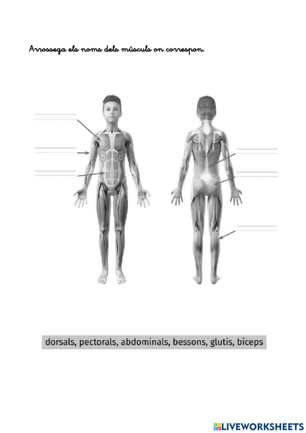 Músculs 2n primària