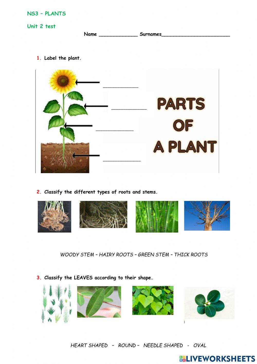 Parts of a plant