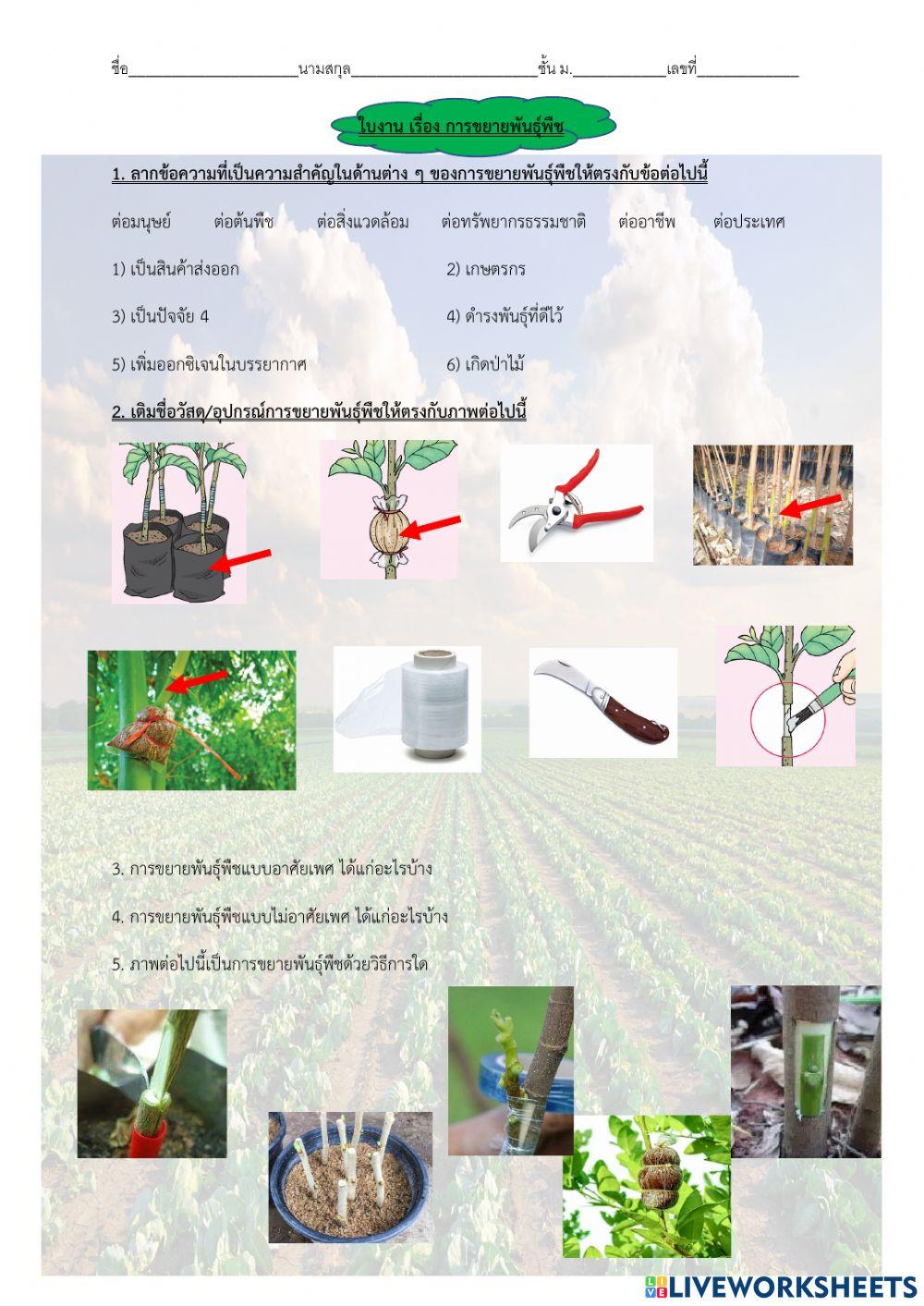 การขยายพันธุ์พืช