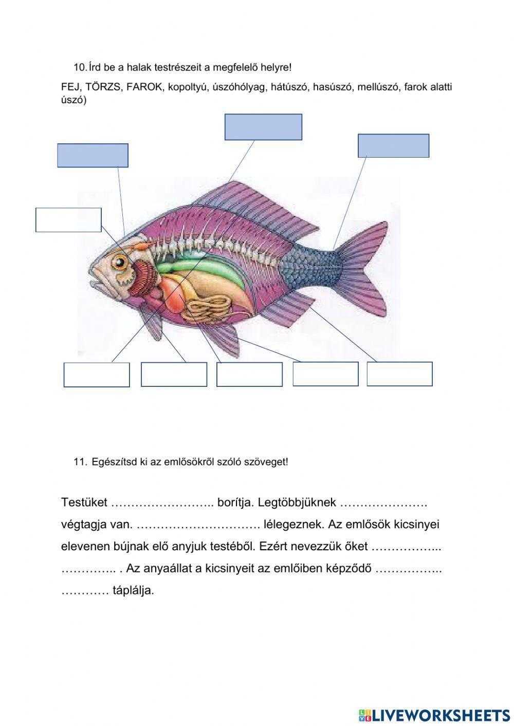 Környezetismeret 3. osztály