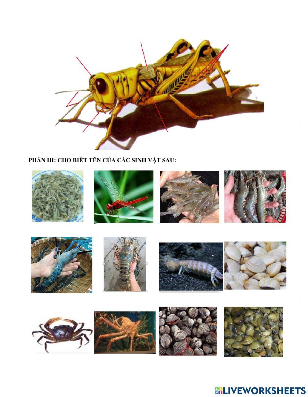 Đề cương ôn tập học kì 1-sinh 7