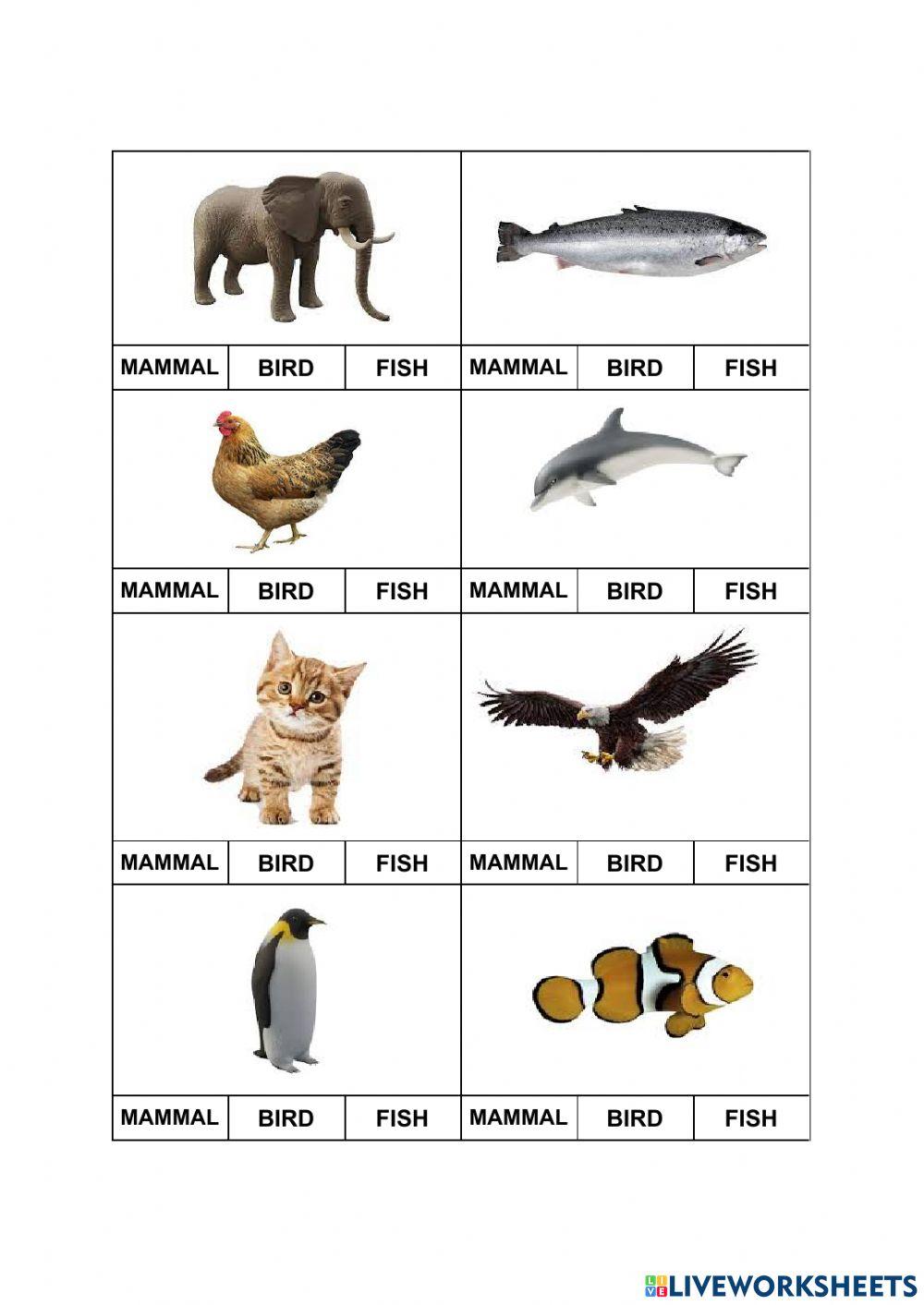 Animal grups