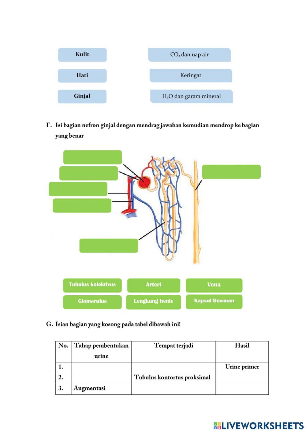 Riri Hendriyani - 19231087 - E-lkpd