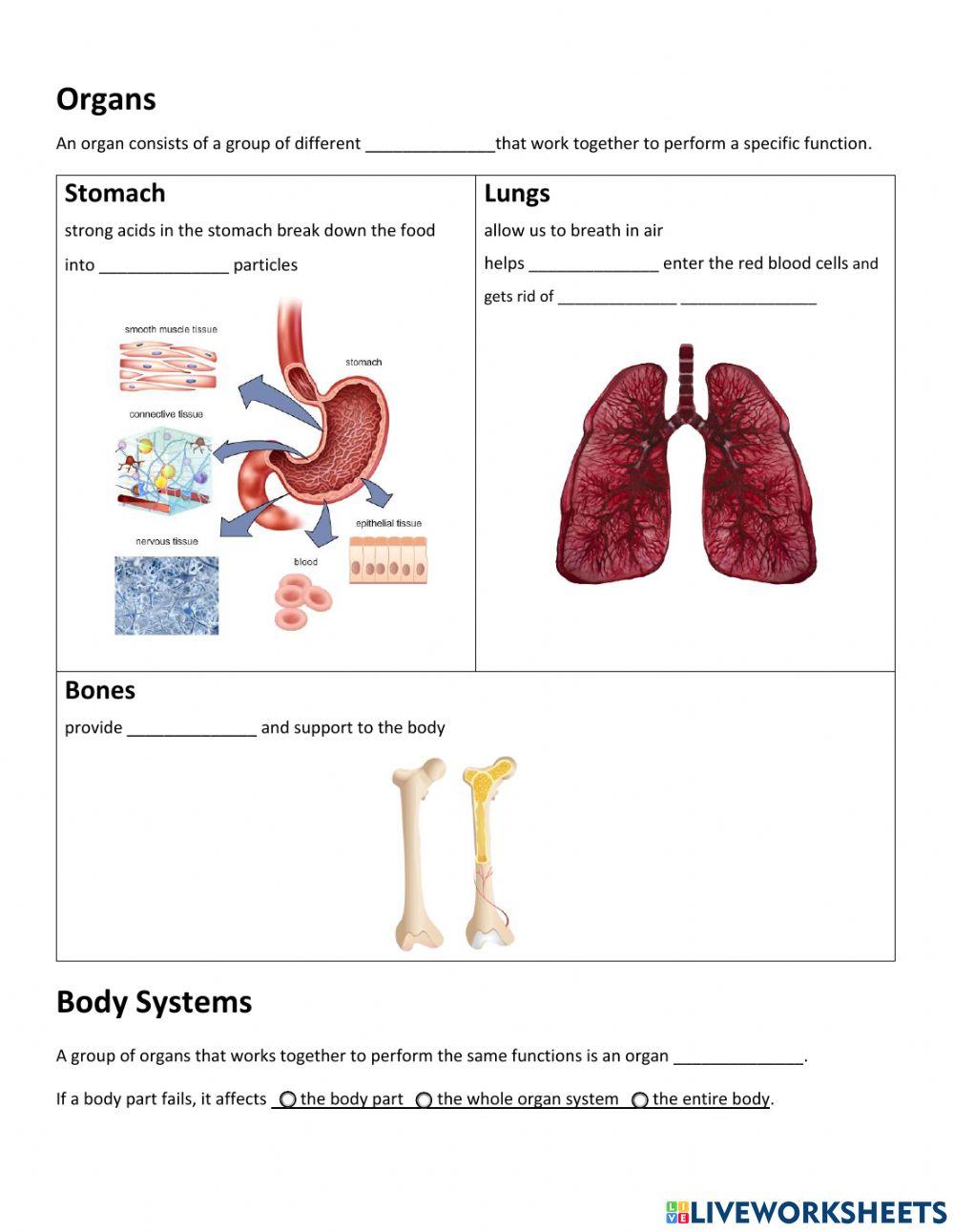 Unit 4 Tissues, Organs, and Systems