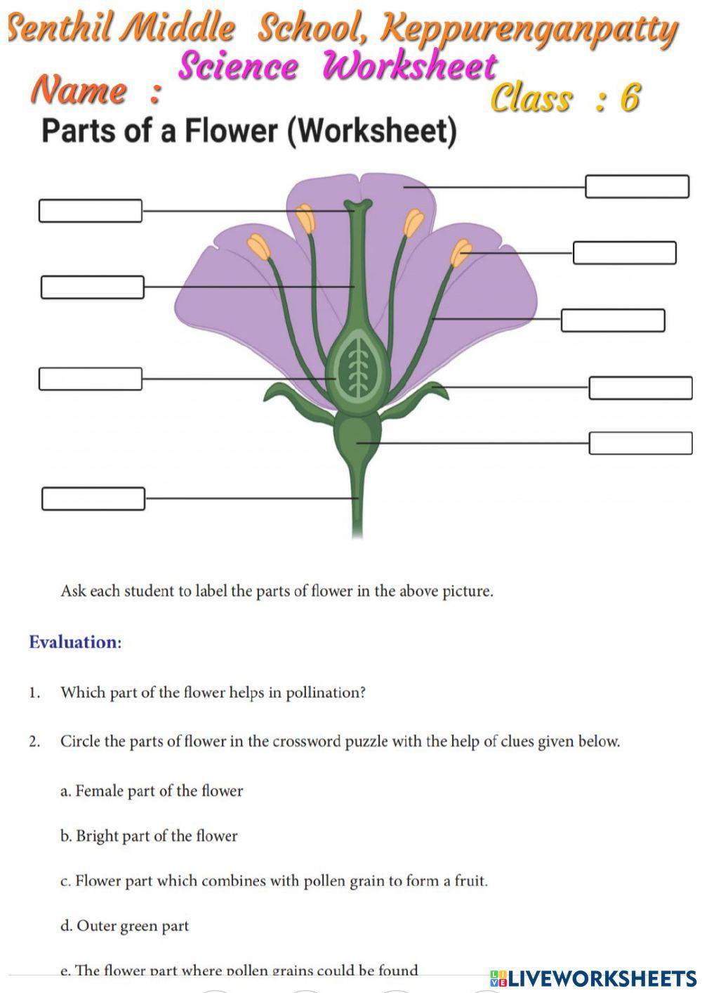 SENTHIL MIDDLE SCHOOL,KEPPURENGAN PATTY, CLASS:6 SCIENCE- PARTS OF THE FLOWER- PREPARED BY- R.KUMANAN,Sec,Gr.Tr