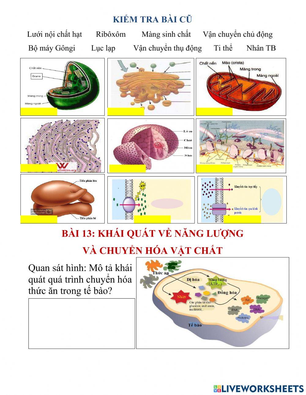Bài 13. Sinh 10. CHVC và Năng lượng