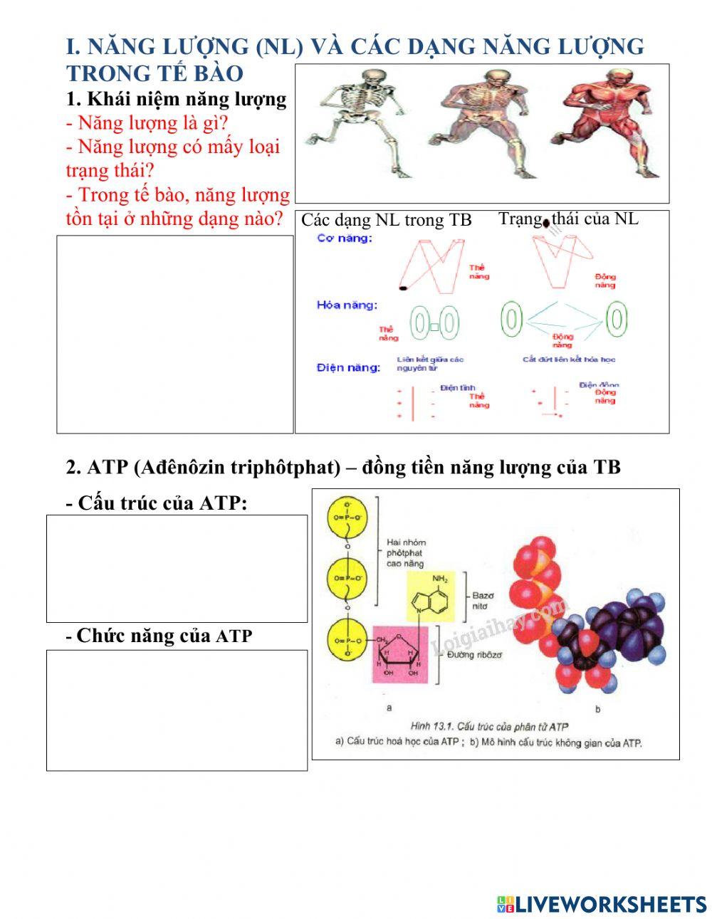 Bài 13. Sinh 10. CHVC và Năng lượng