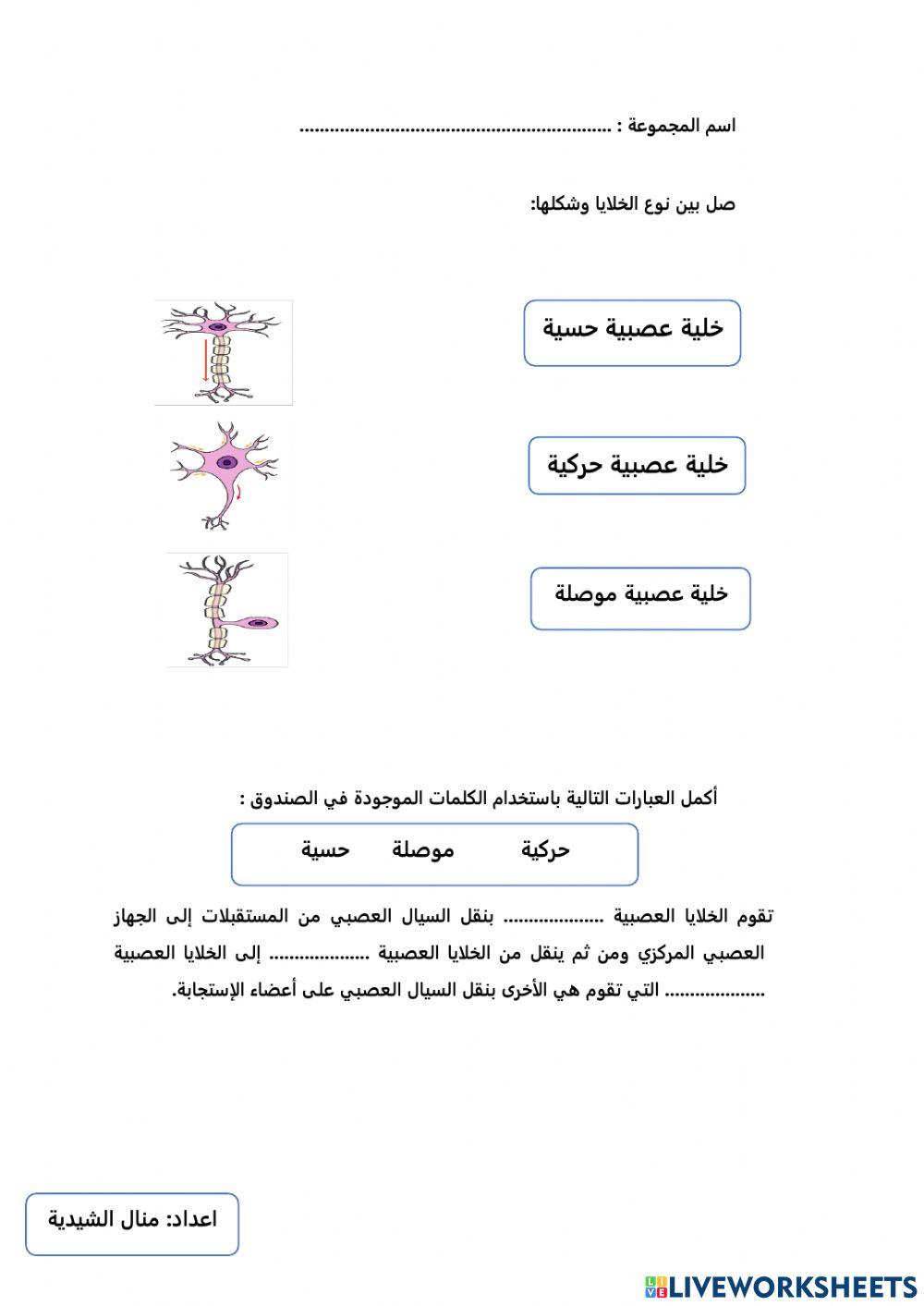 أنواع الخلايا العصبية