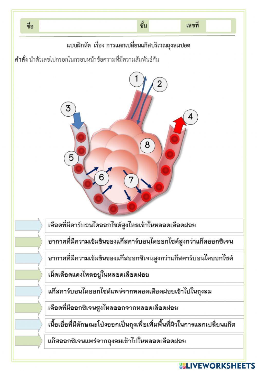 การแลกเปลี่ยนแก๊สบริเวณถุงลมปอด