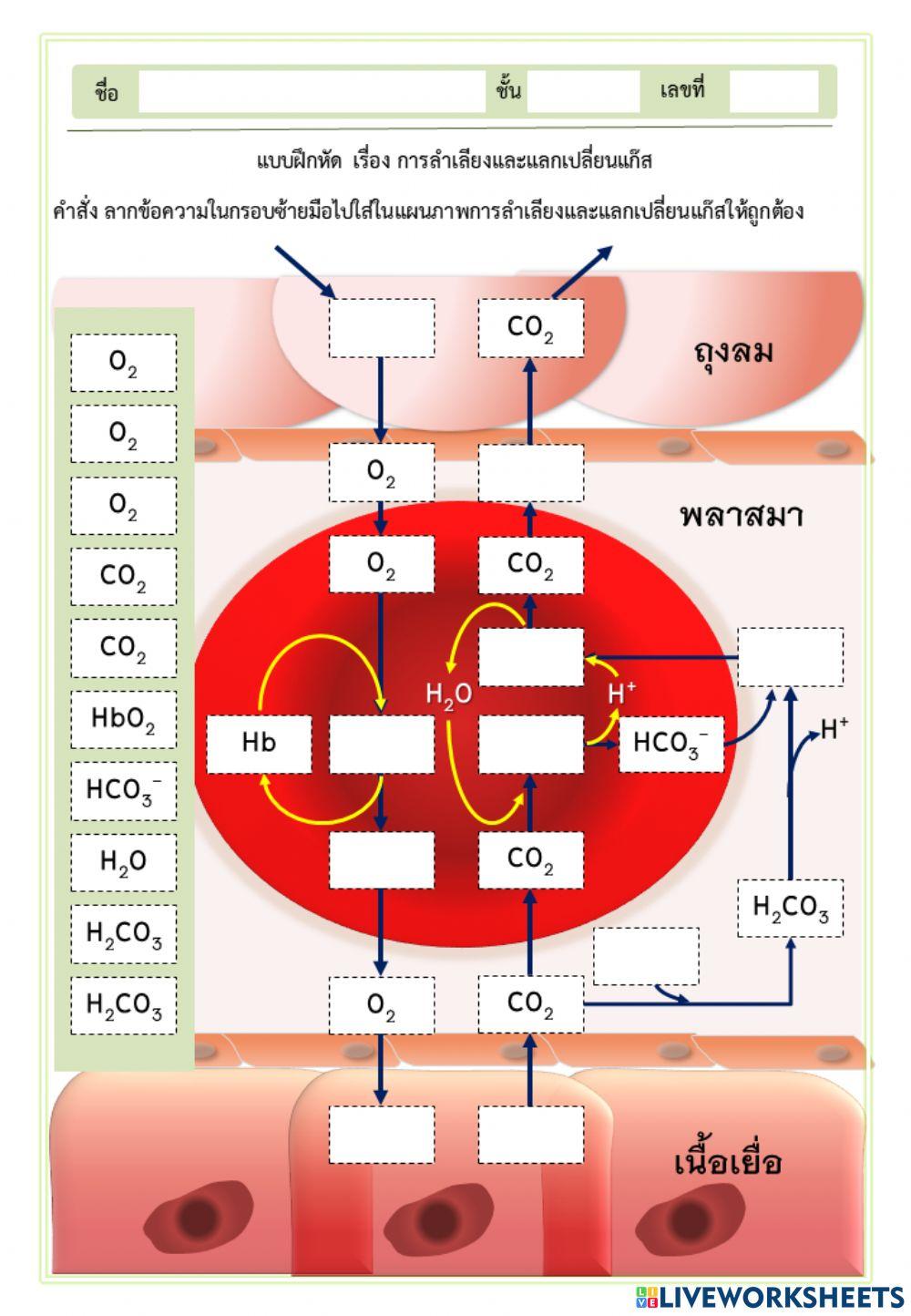 การลำเลียงและแลกเปลี่ยนแก๊ส