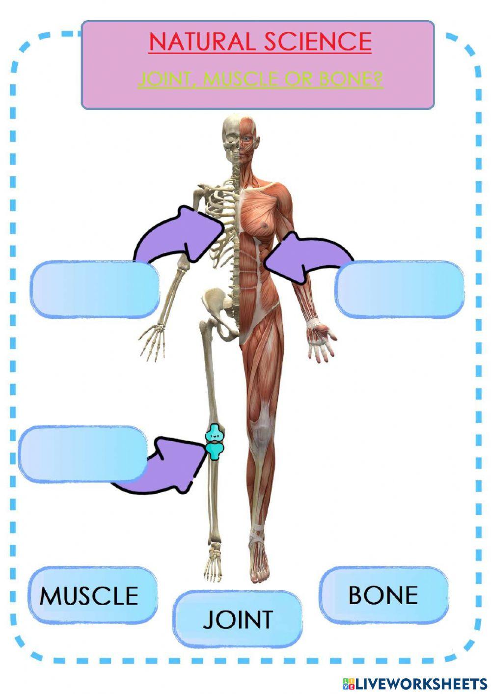 Joints, muscles or bones?