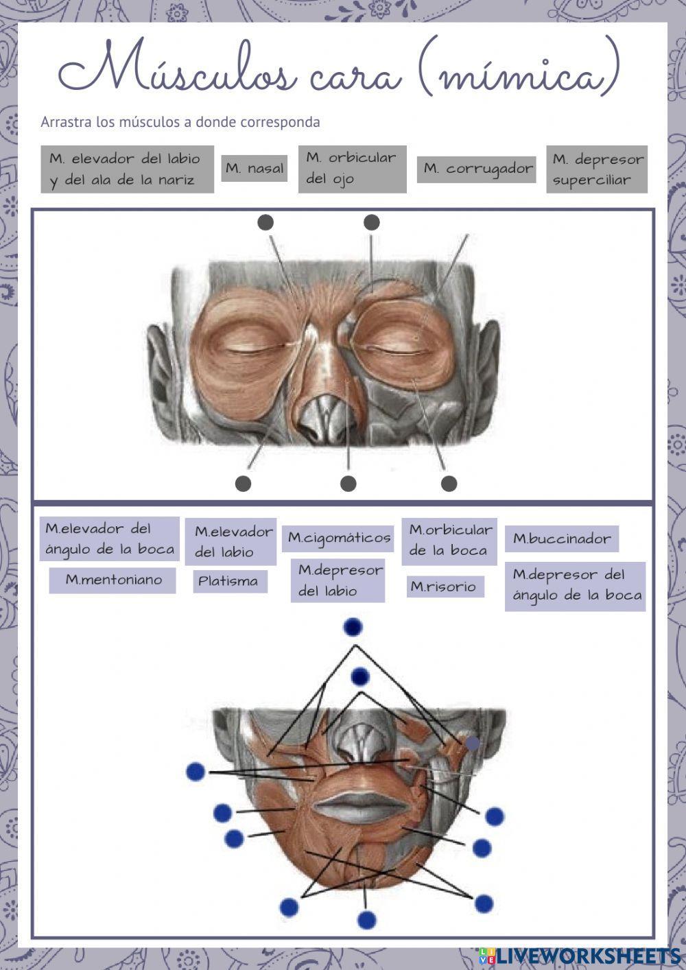 Músculos cara (mímica)