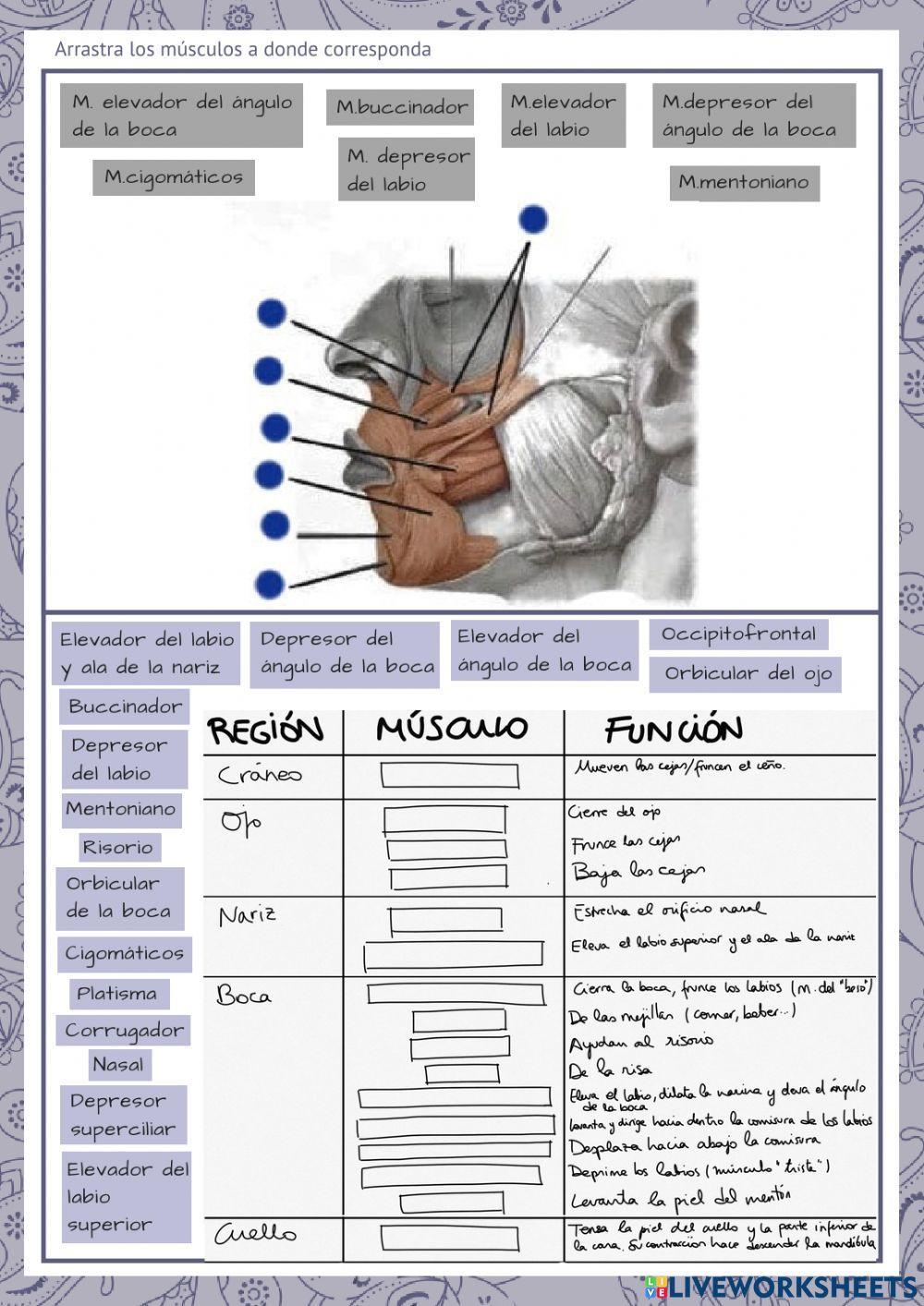 Músculos cara (mímica)