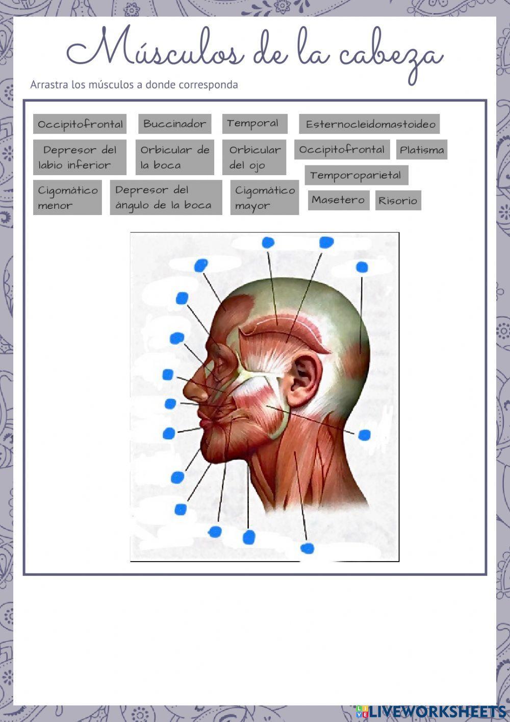 Músculos cara (mímica)