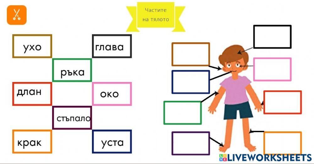 части на тялото online exercise for | Live Worksheets