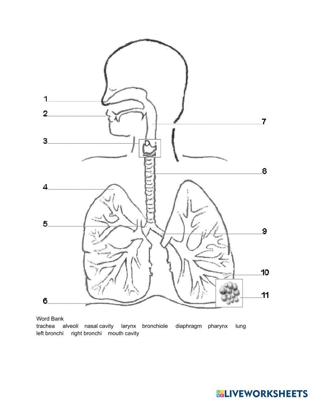 The Respiratory System Diagram