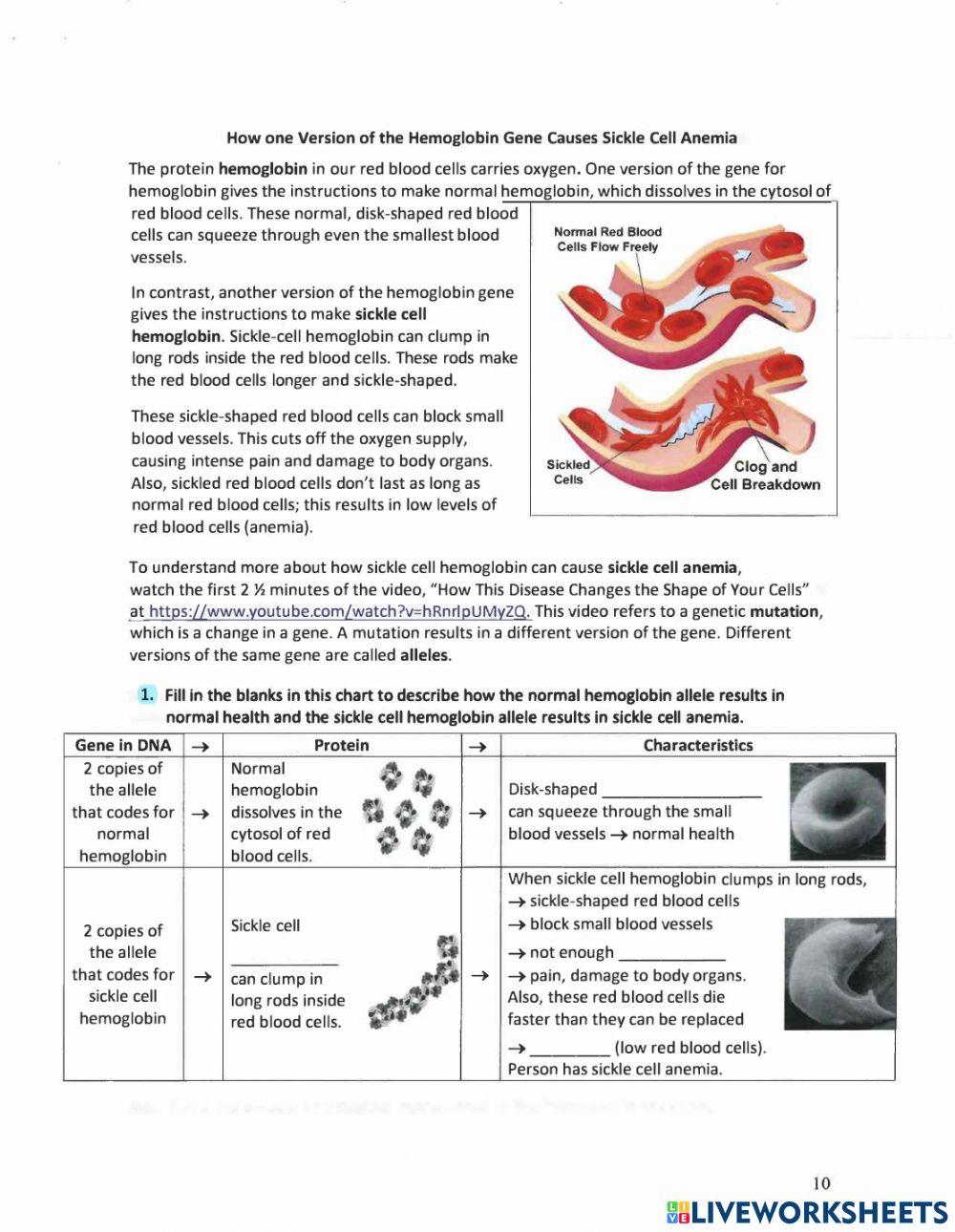 Gene Mutation: Sickle Cell Anemia
