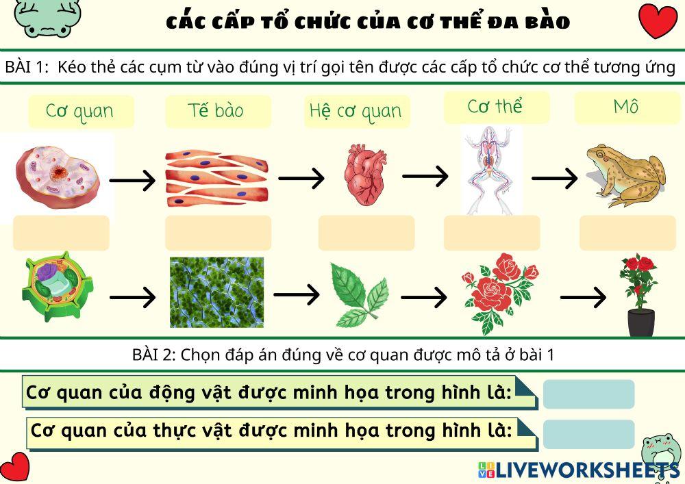 Các cấp tổ chức của cơ thể đa bào