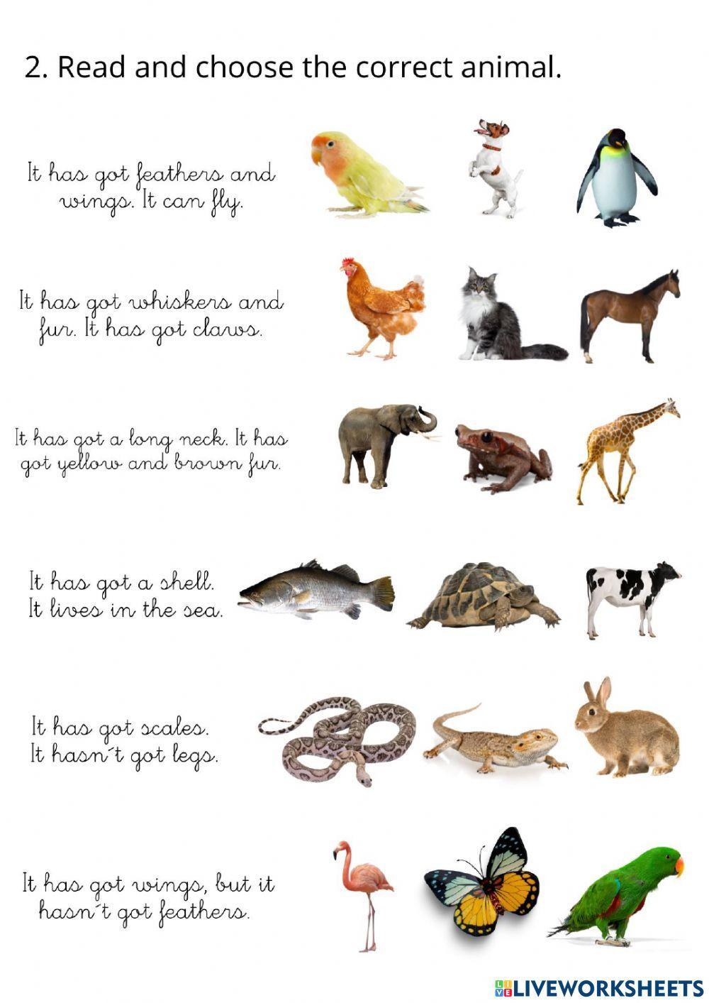 Animals BodyParts
