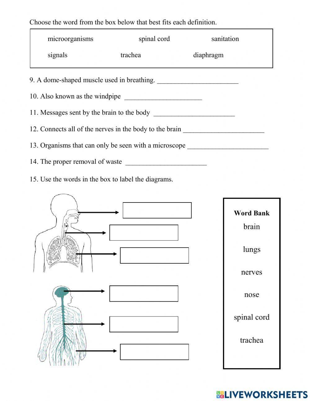 Body Systems and Hygiene Unit Review