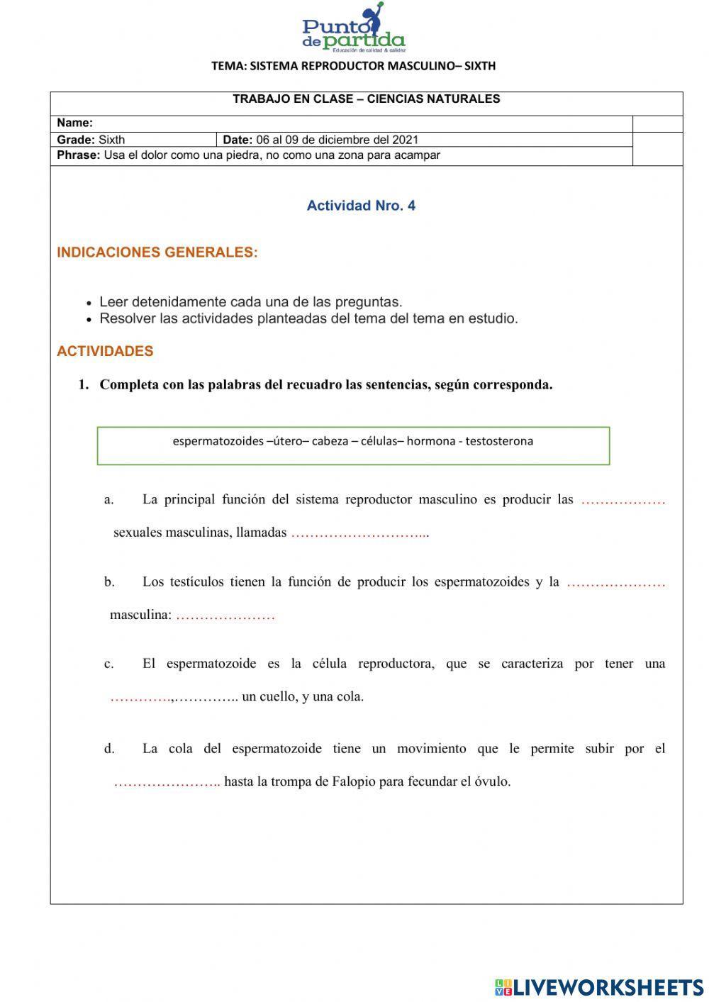 Sistema reproductor masculino