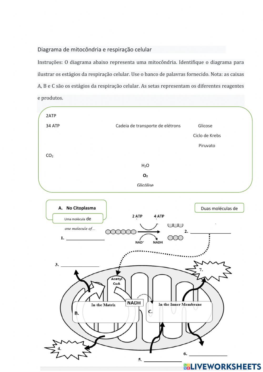 Diagrama da mitocondria
