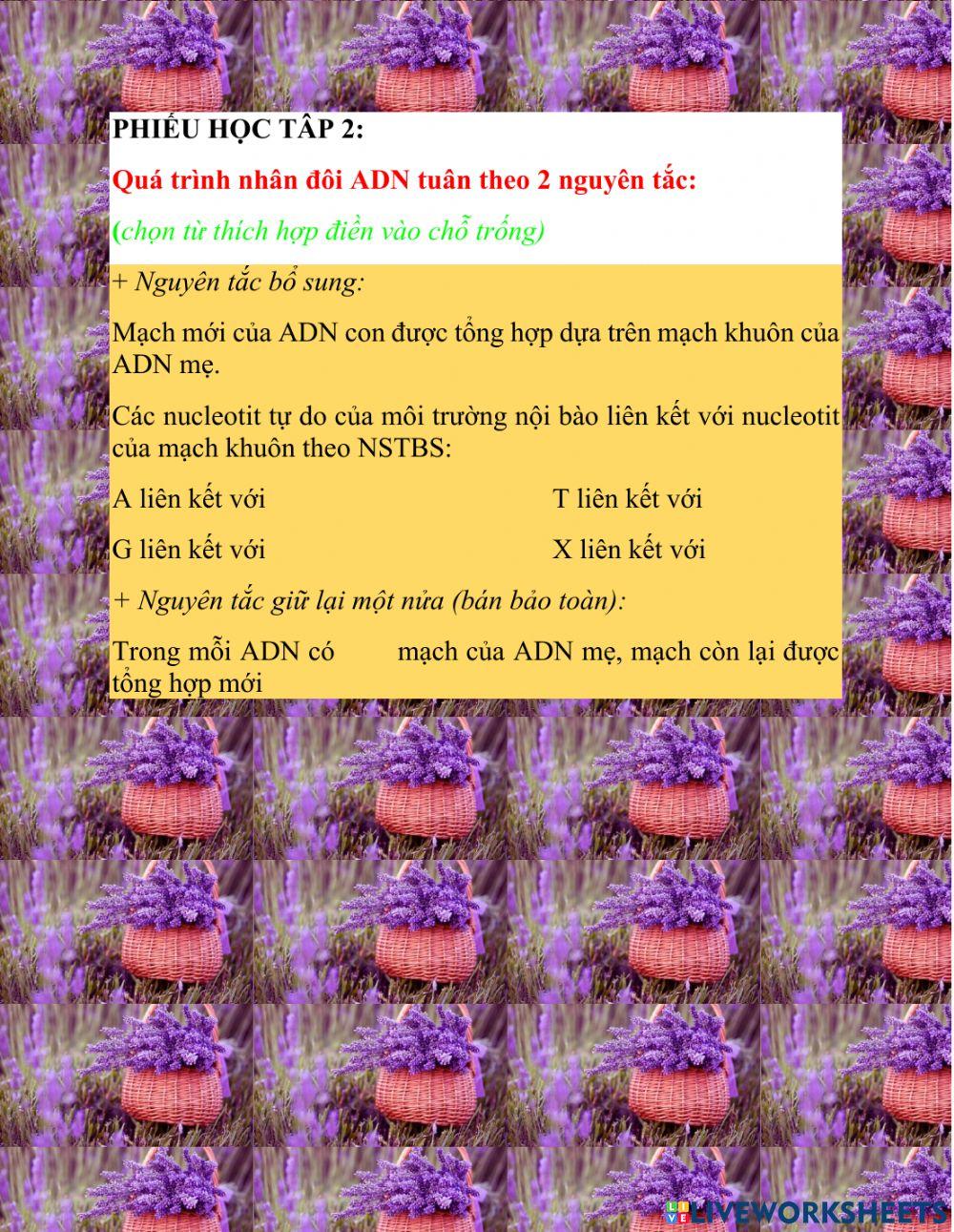 Adn và bản chất của gen