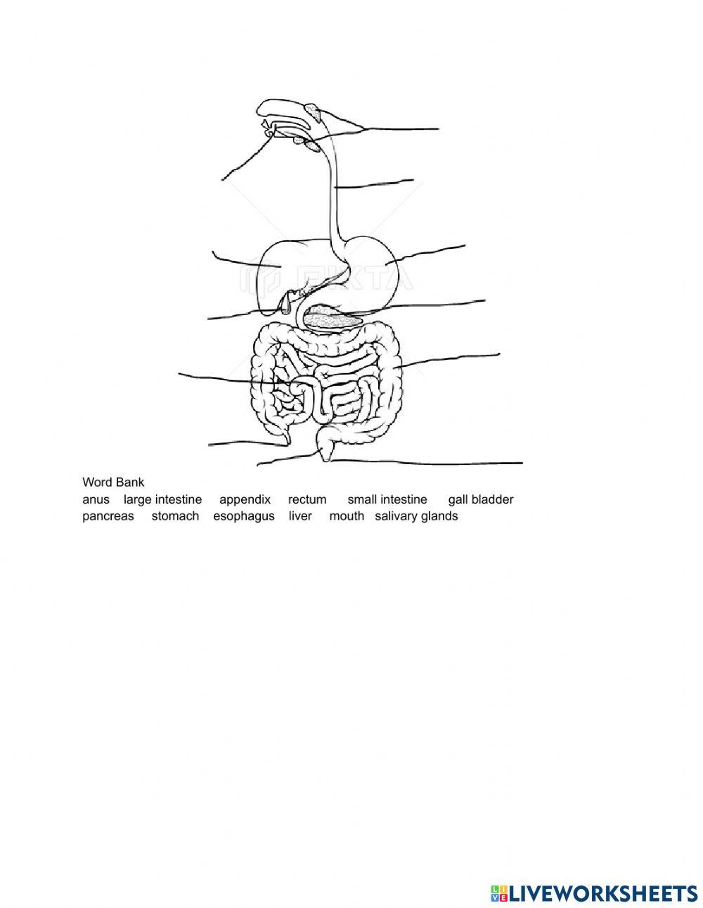 The Digestive System Diagram