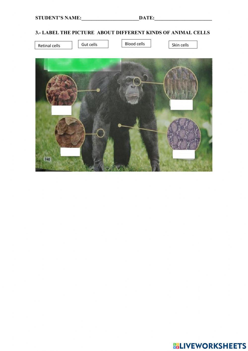 Characteristics that animals share