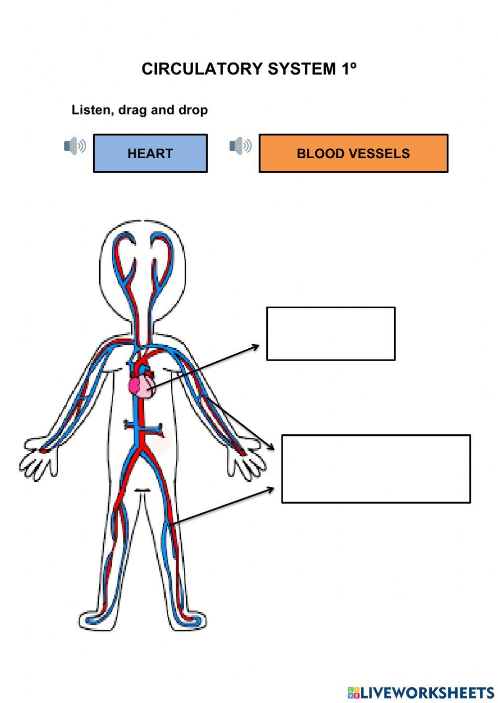 Circulatory System Worksheet Grade 5