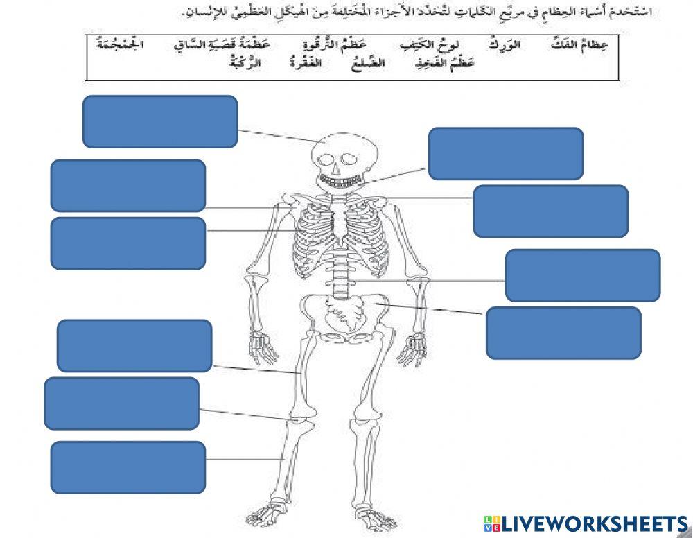 الهيكل العظمي للإنسان
