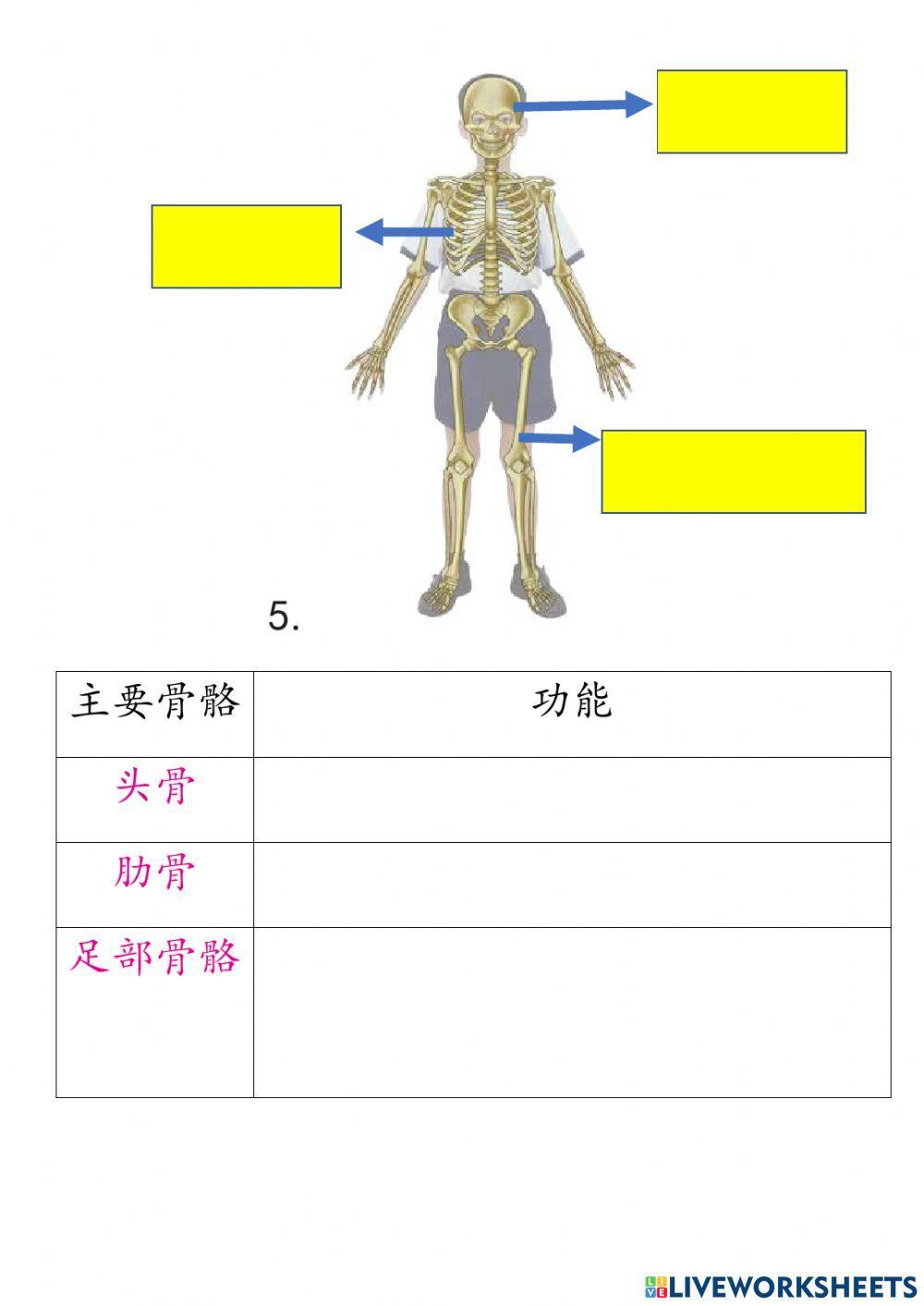 五年级科学 第二课人体的骨骼系统 1