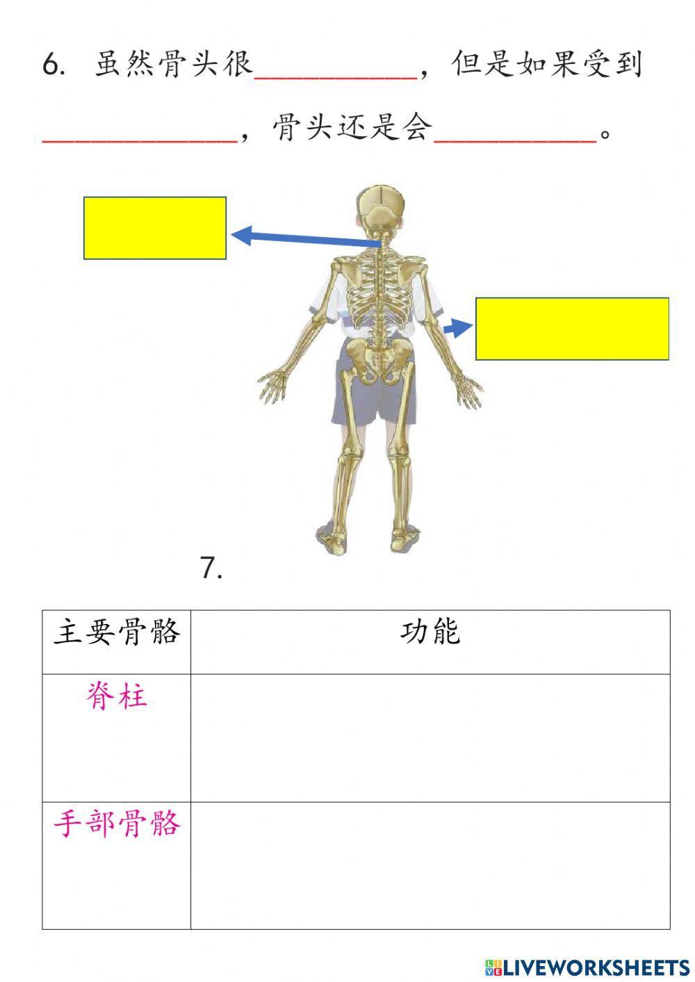 五年级科学 第二课人体的骨骼系统 1