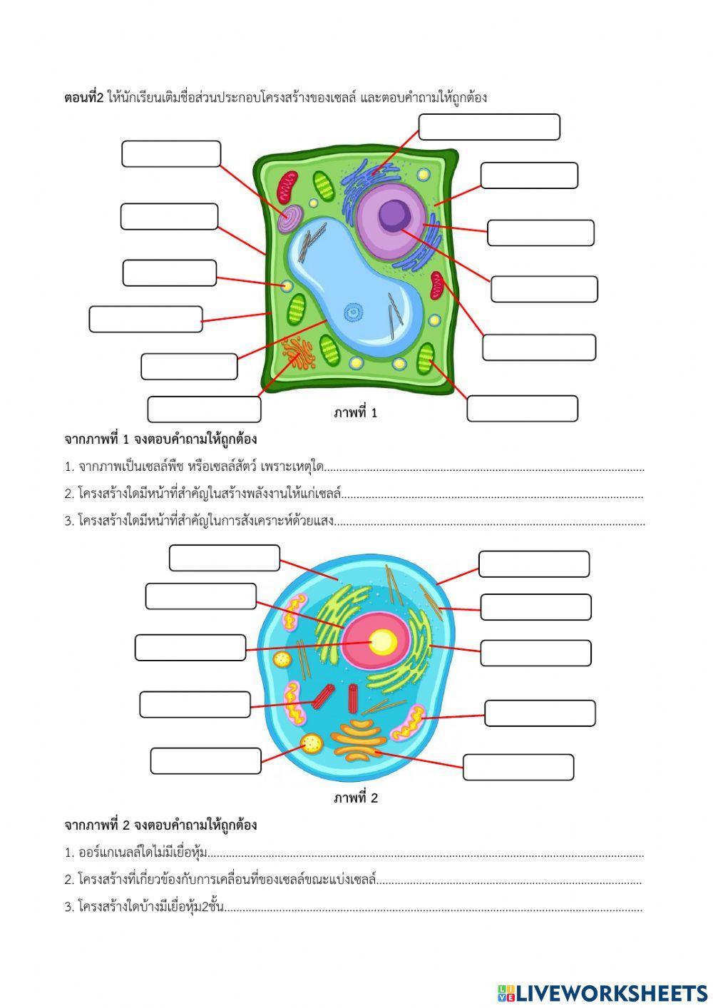 ใบงาน เรื่องโครงสร้างของเซลล์