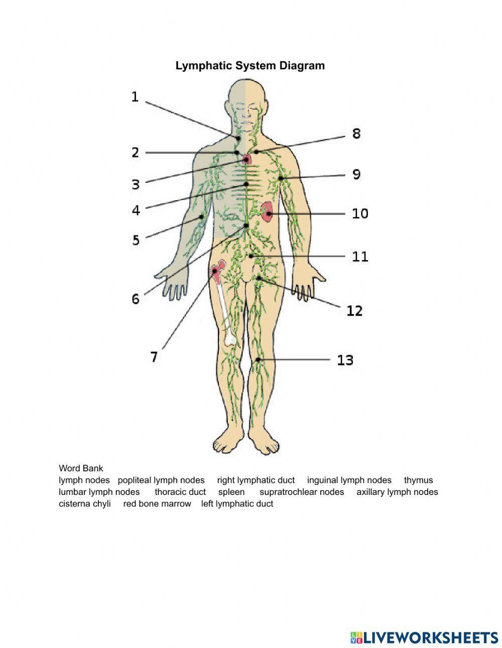 The Lymphatic System Diagram
