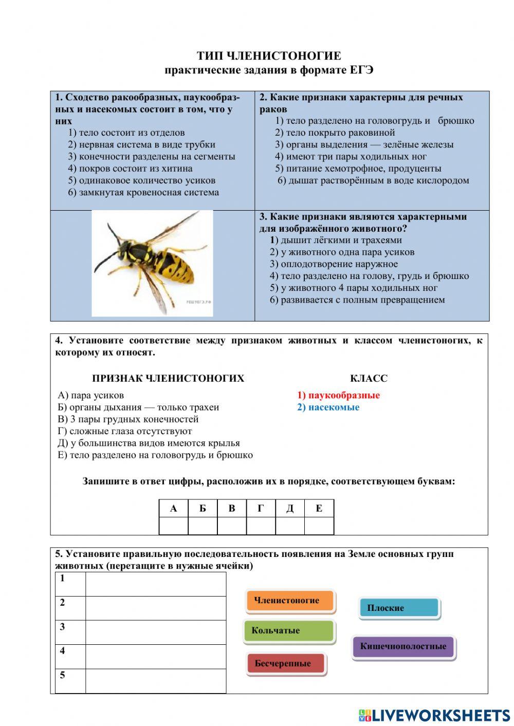 Тип Членистоногие