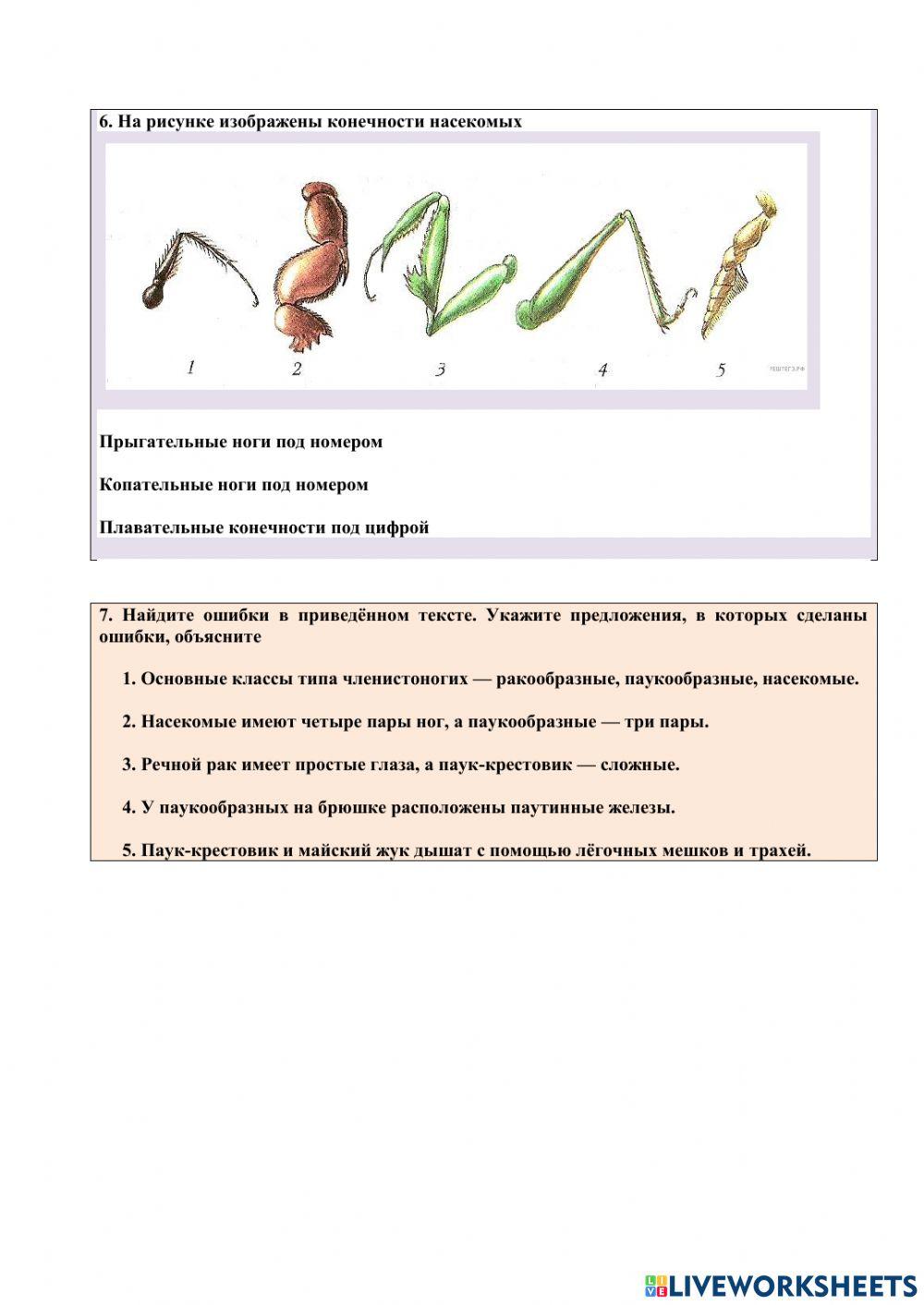 Тип Членистоногие