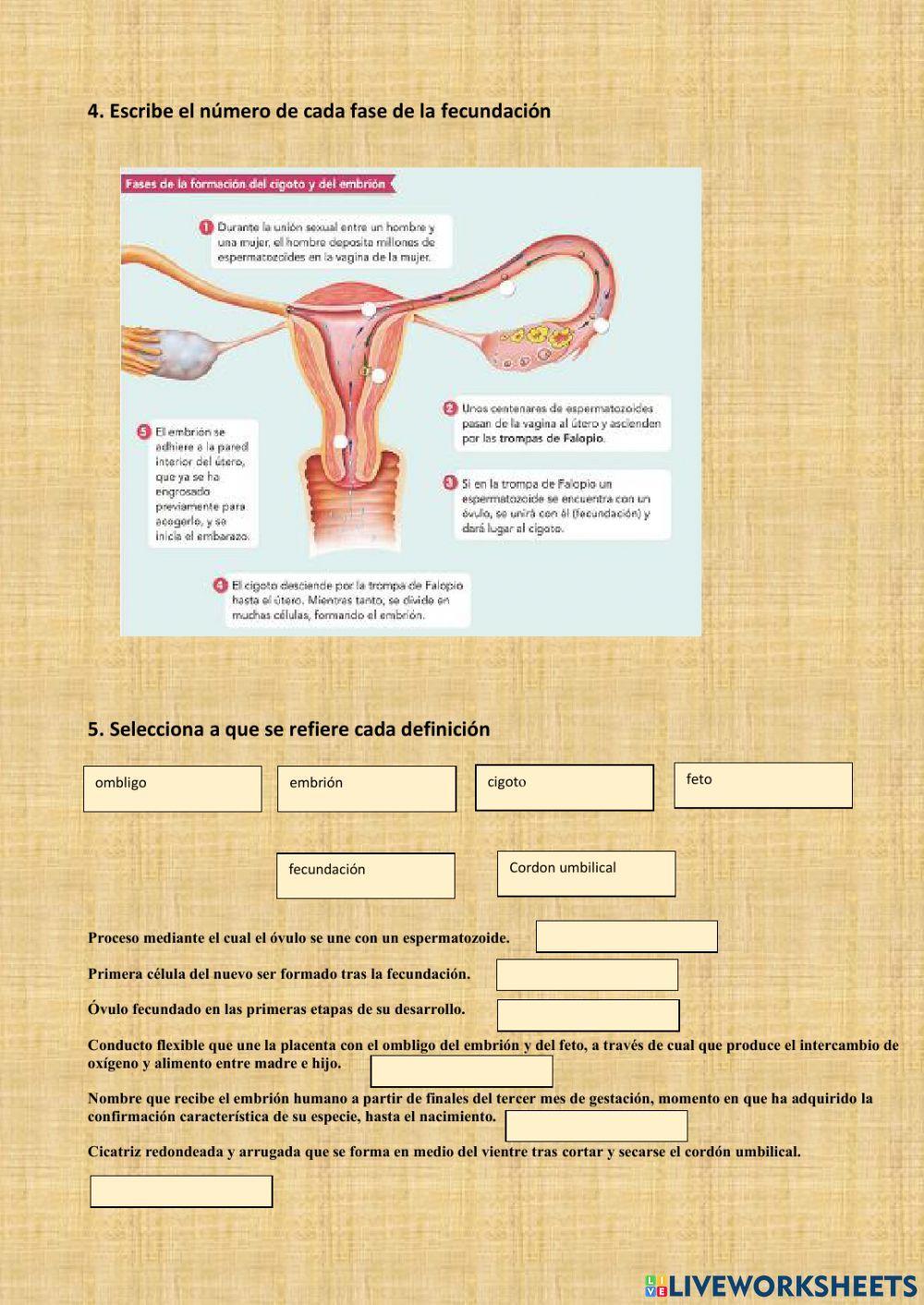 Fases de la reprodución humana