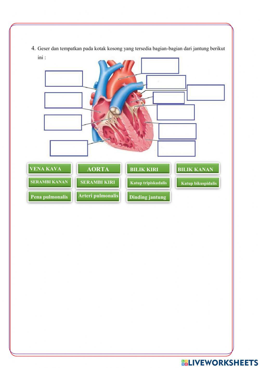 LKPD DARAH KELAS VIII