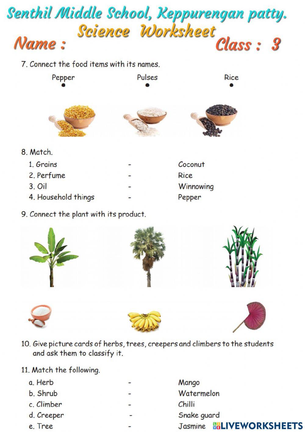 SENTHIL MIDDLE SCHOOL,KEPPURENGAN PATTY- CLASS:3 SCIENCE ONLINE WORKSHEET- PARTS OF THE PLANT- PREPARED BY R.KUMANAN, Sec.Gr.Tr
