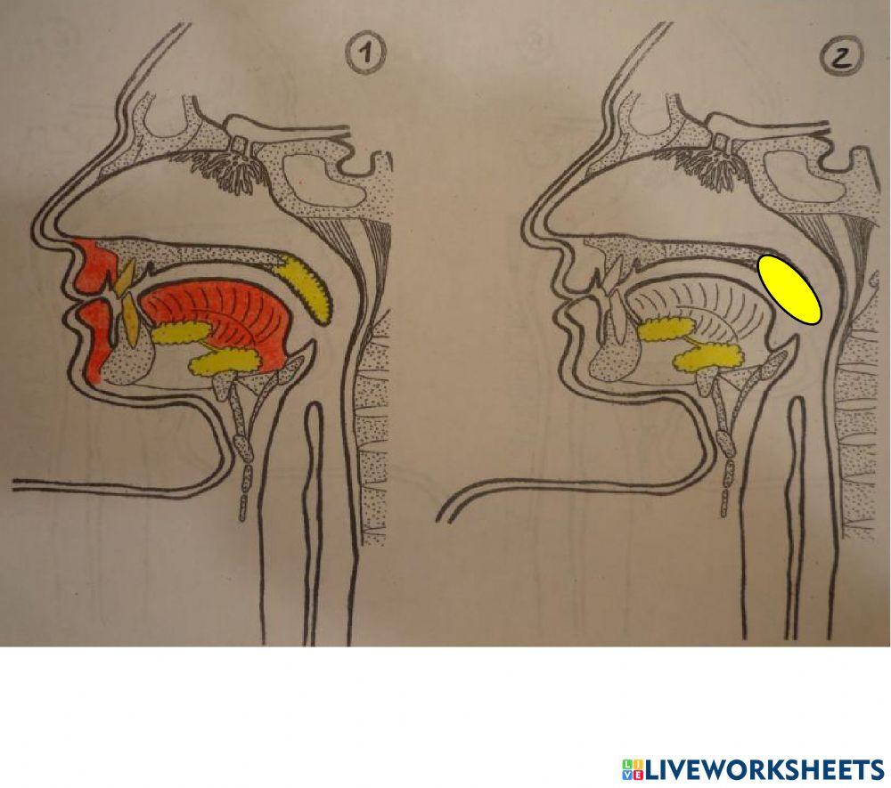 Partes del aparato digestivo i