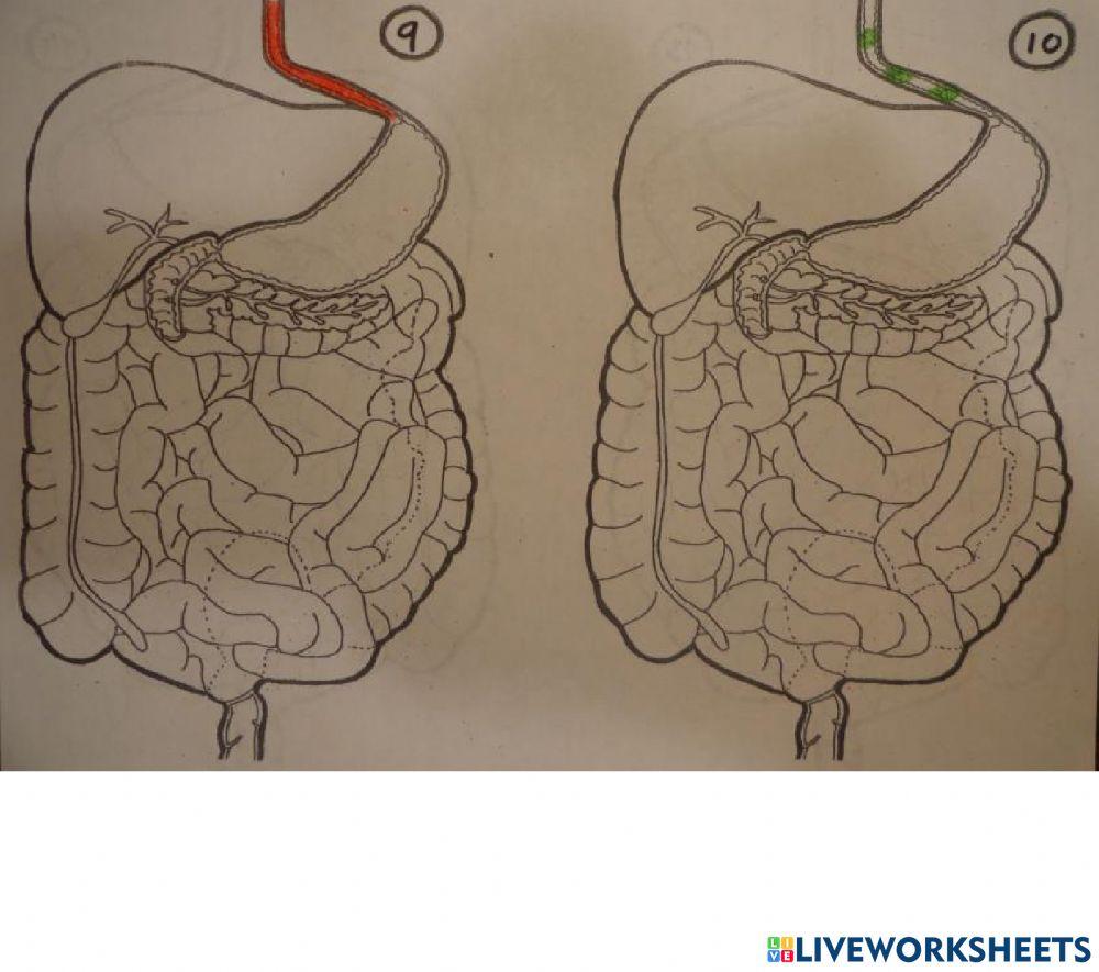 Partes del aparato digestivo i