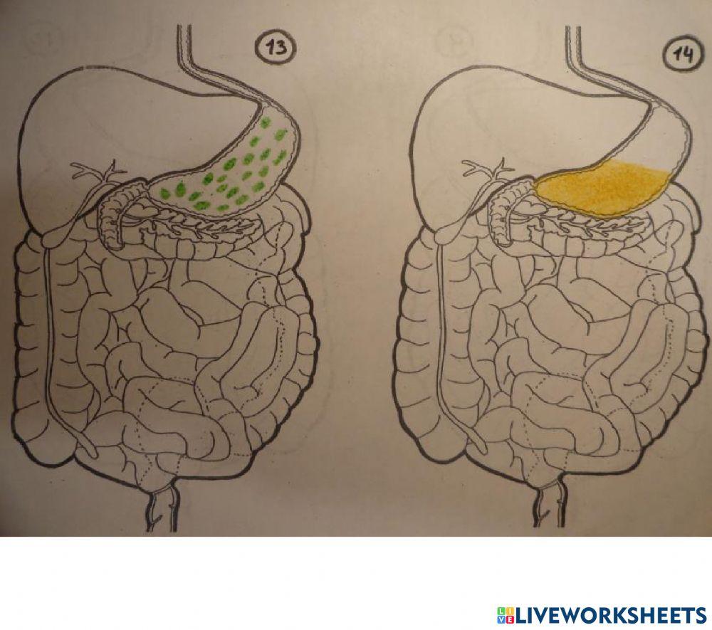 Partes del aparato digestivo i