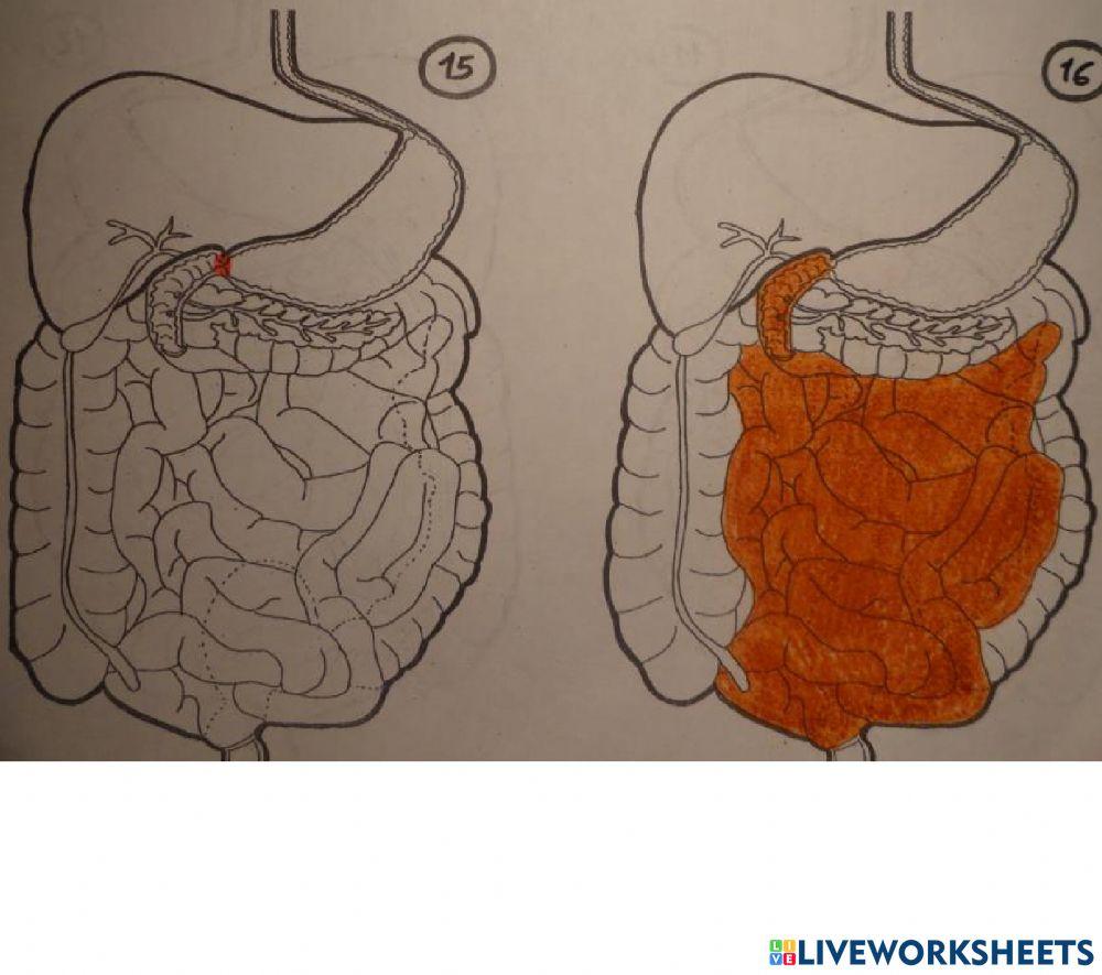 Partes del aparato digestivo i