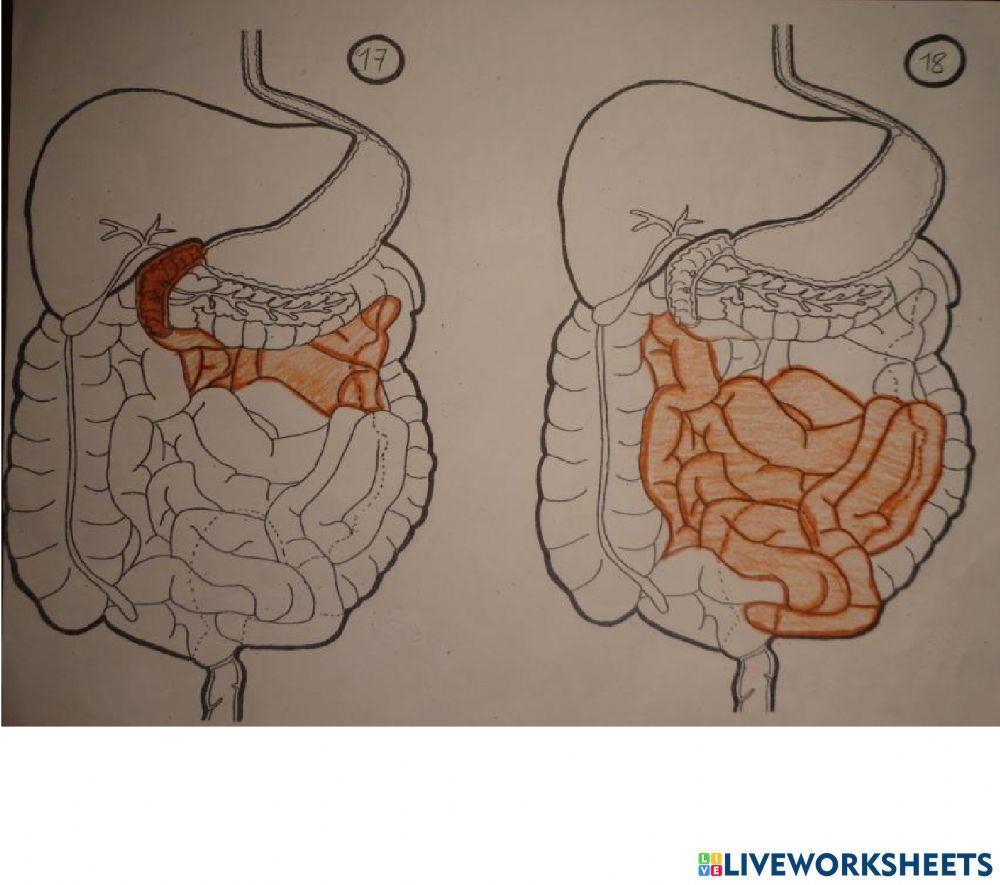 Partes del aparato digestivo II