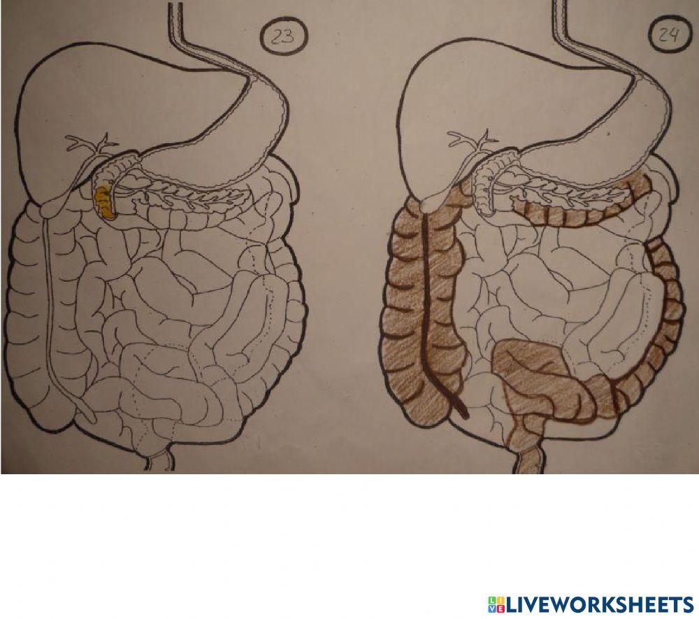 Partes del aparato digestivo II