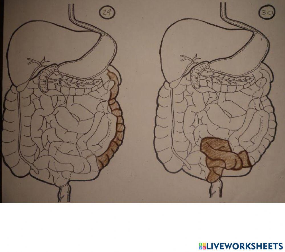 Partes del aparato digestivo II