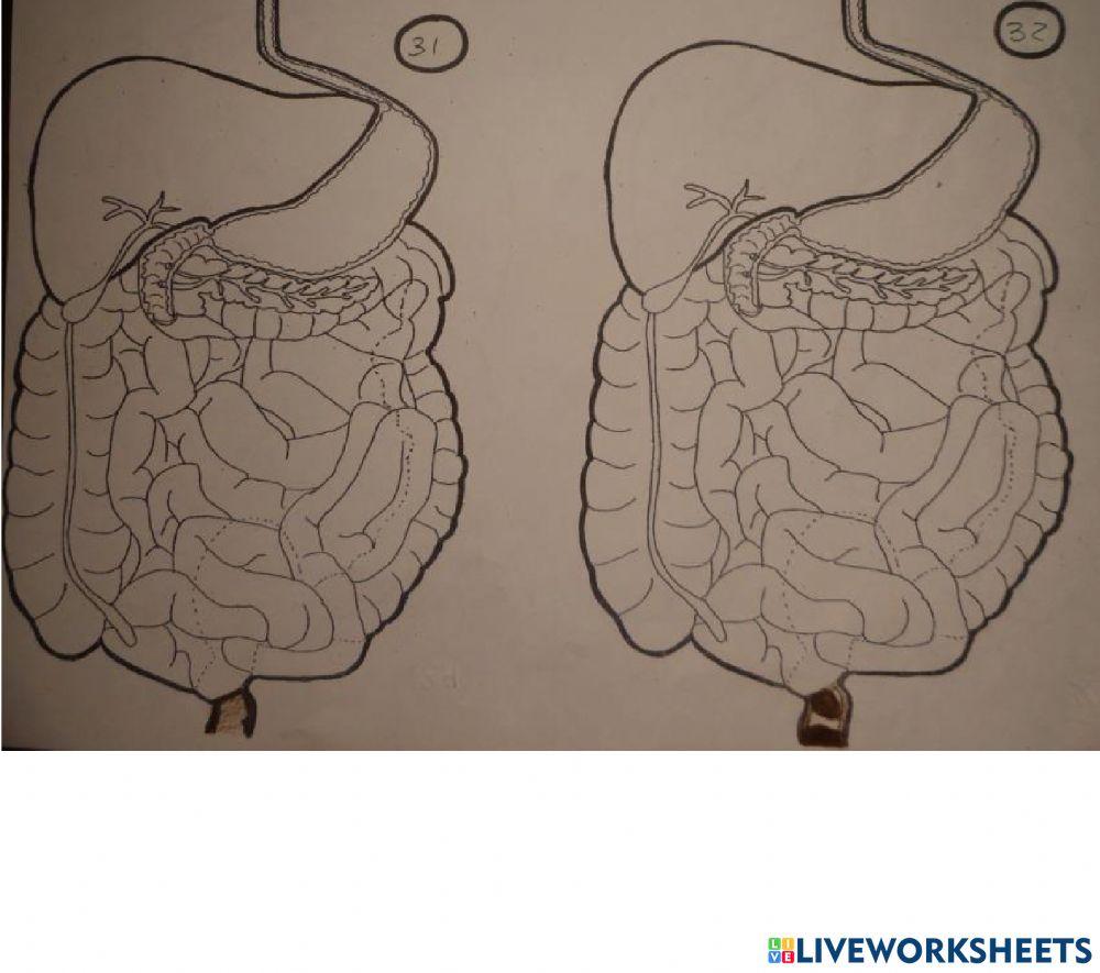 Partes del aparato digestivo II